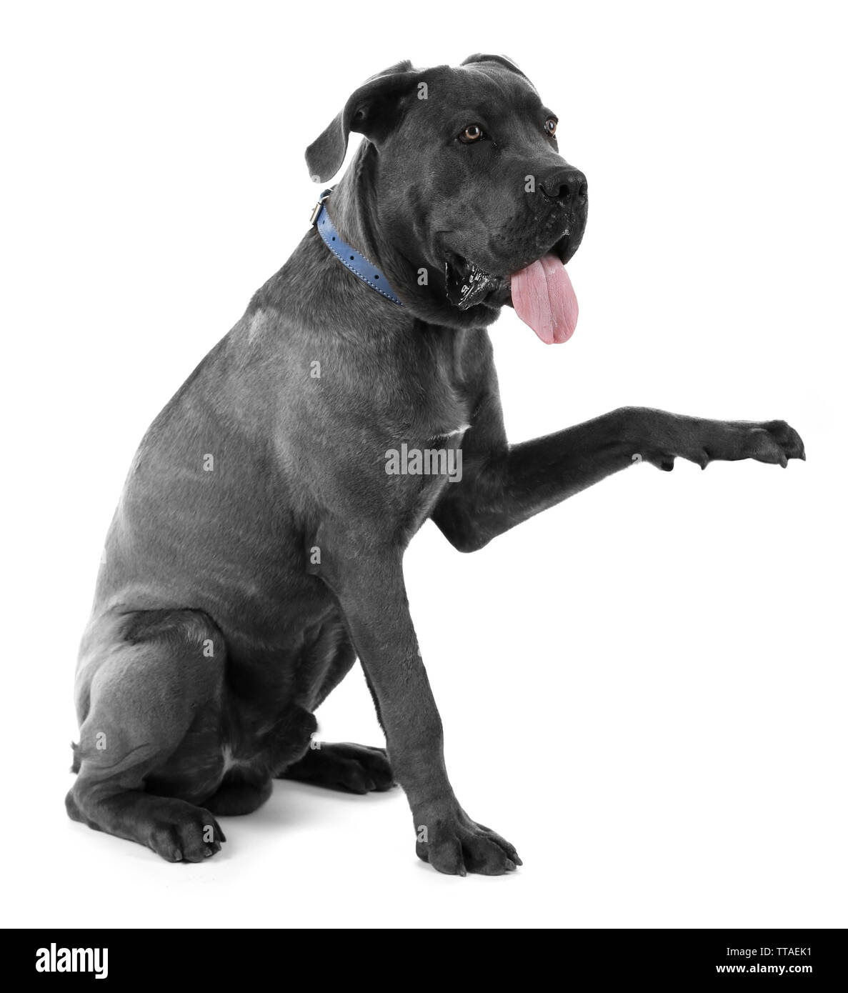 Cane corso italiano dog give a paw to human hand, isolated on white