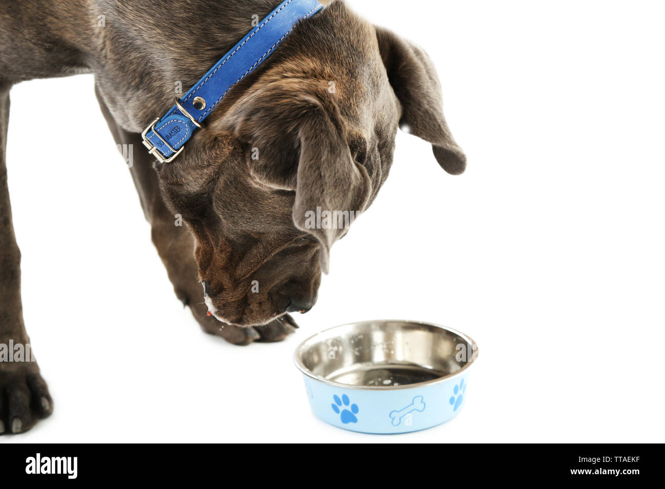 How Much Food Does A Cane Corso Eat