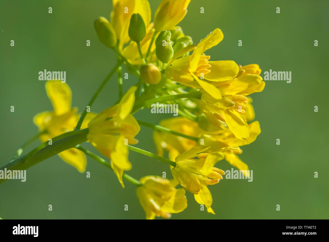 Close up at the field mustard flowers (Brassica rapa), with green background, Point Reyes National Seashore, California, USA Stock Photo