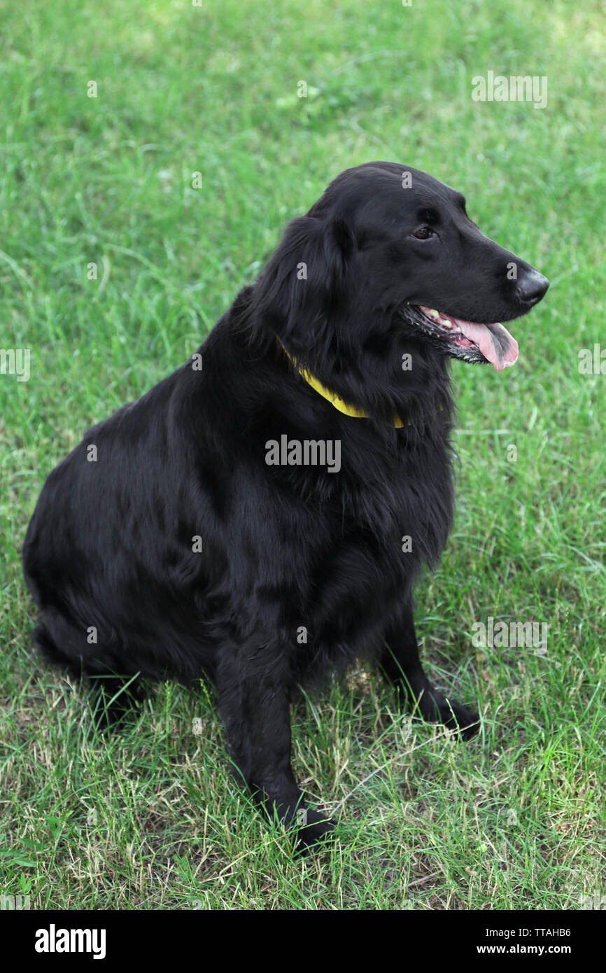 Portrait of big black dog over green grass background Stock Photo - Alamy