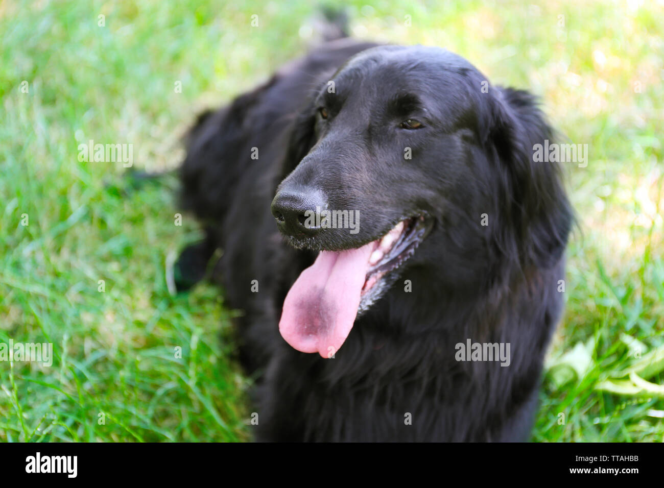 Portrait of big black dog over green grass background Stock Photo - Alamy