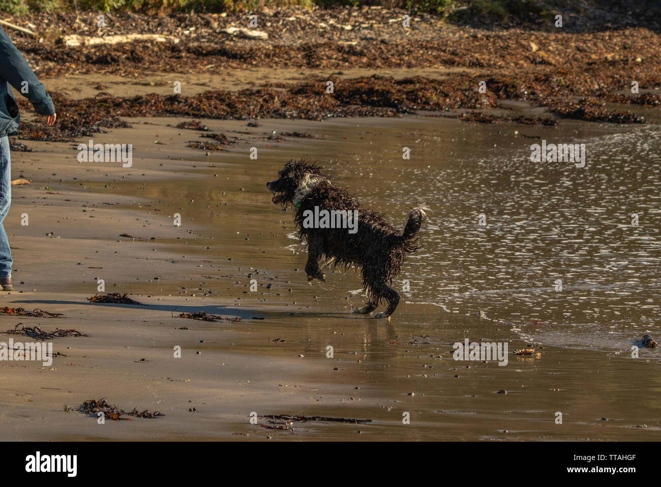 Shaggy dog poised to chase stick Stock Photo