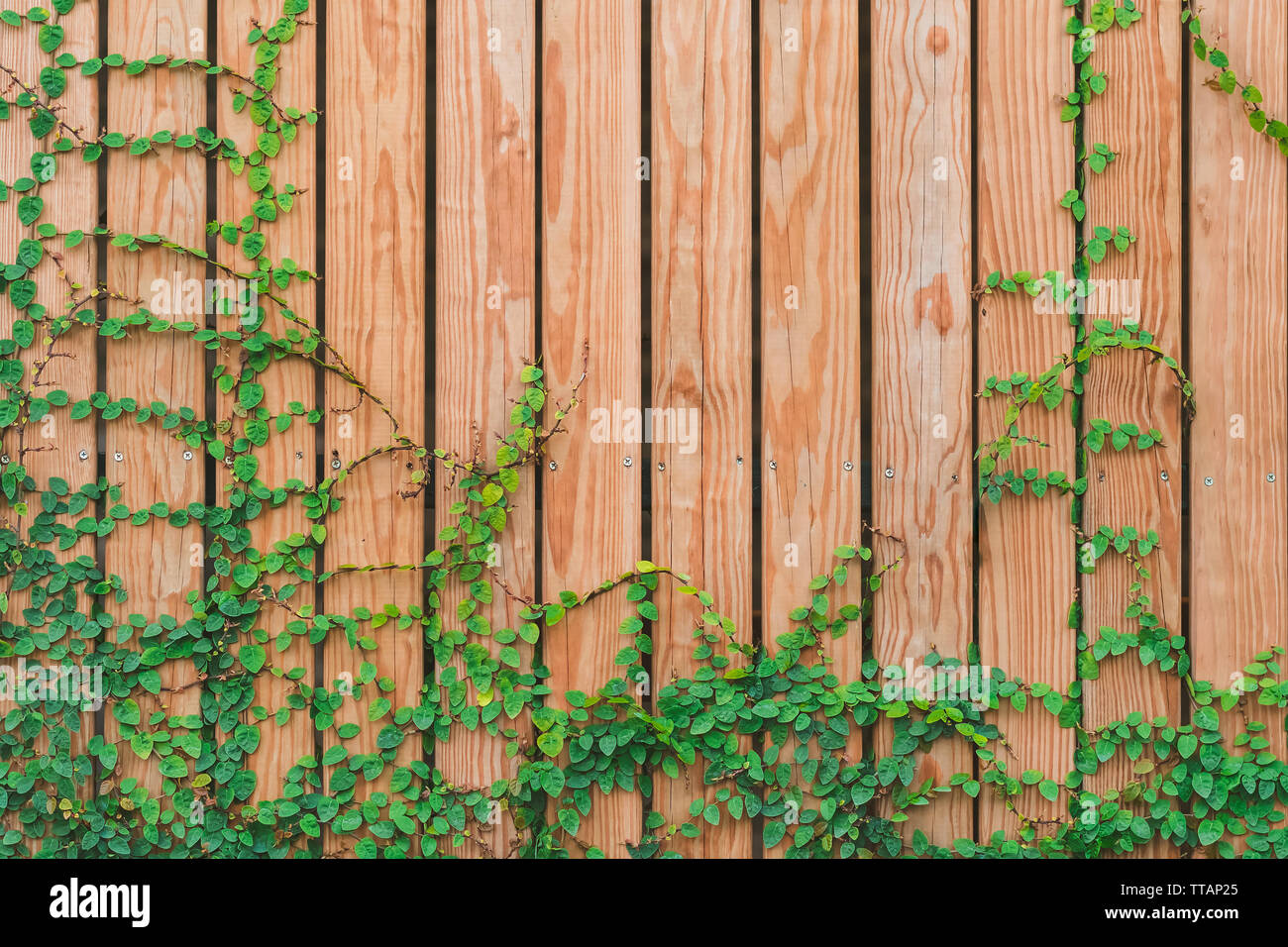 Beautiful Green ivy leaves climbing on wooden wall. wood planks covered ...