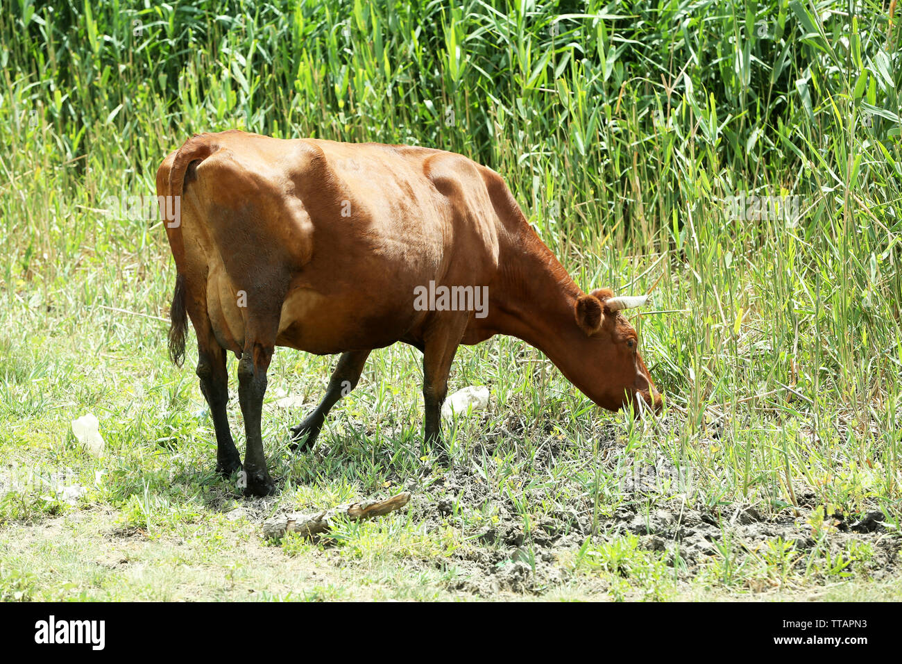 Cow grazing in meadow Stock Photo - Alamy