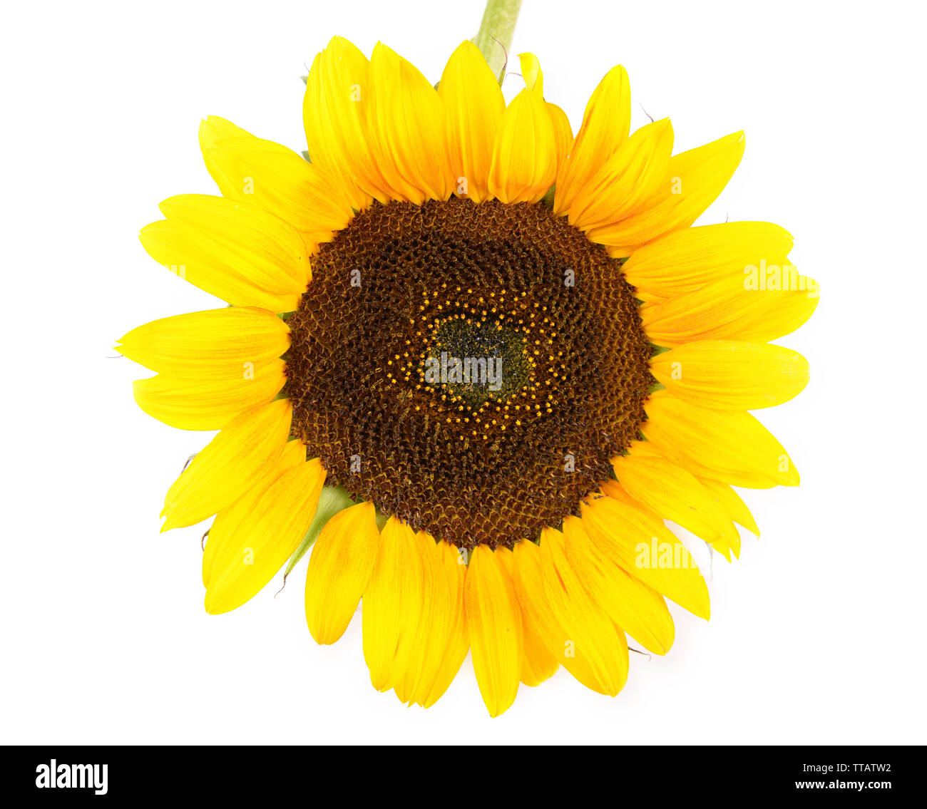 Yellow sunflower isolated on white Stock Photo - Alamy