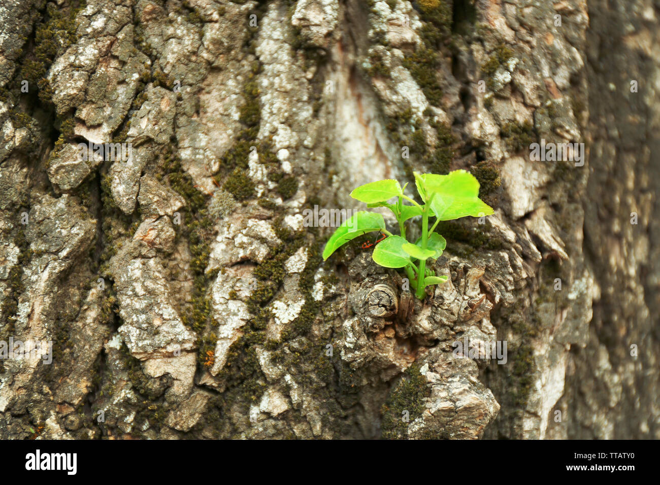 Tree bark background Stock Photo - Alamy