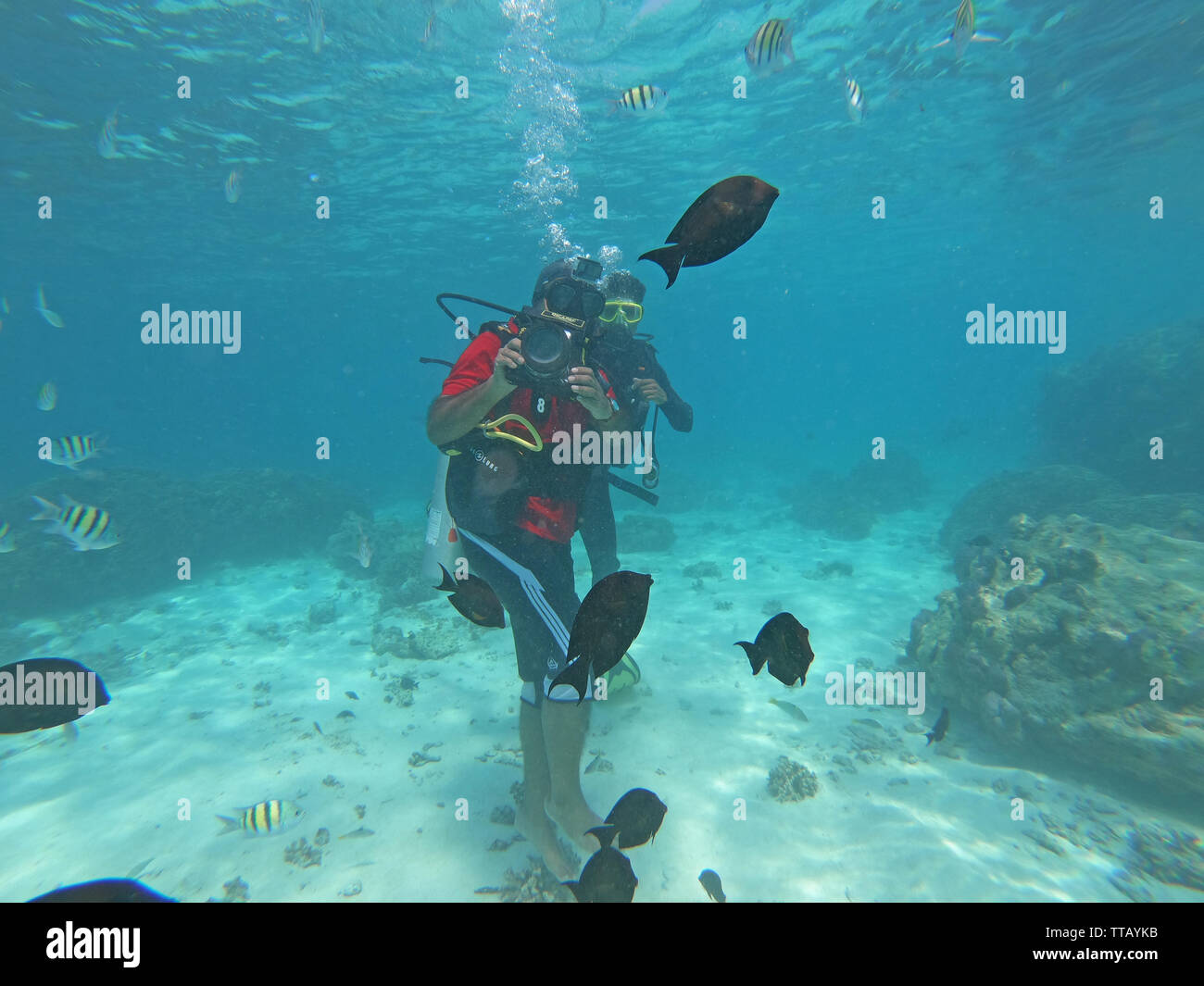SCUBA diving and Underwater marine life, Lakshadweep, India Stock Photo