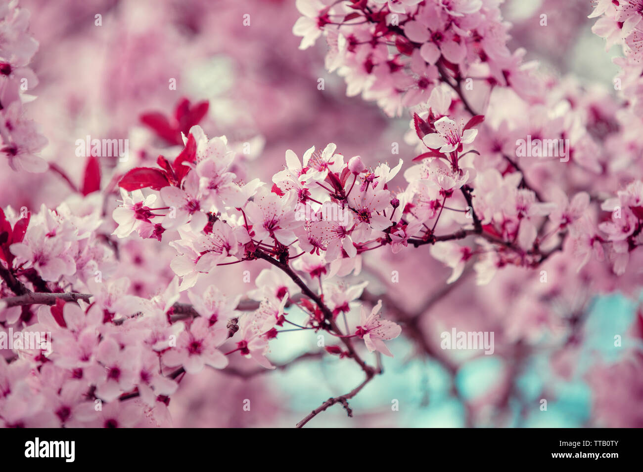 Colorful blooming cherry tree branch. Cherry orchard Stock Photo Alamy