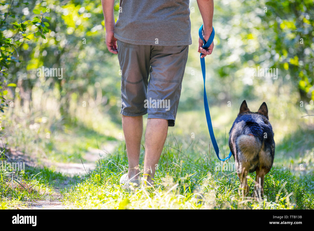 A man walks with a dog in the woods in summer. Man holding a dog on a ...