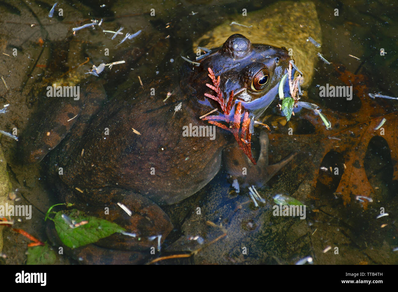 A brown toad is submerged in shallow water with only the head above water Stock Photo