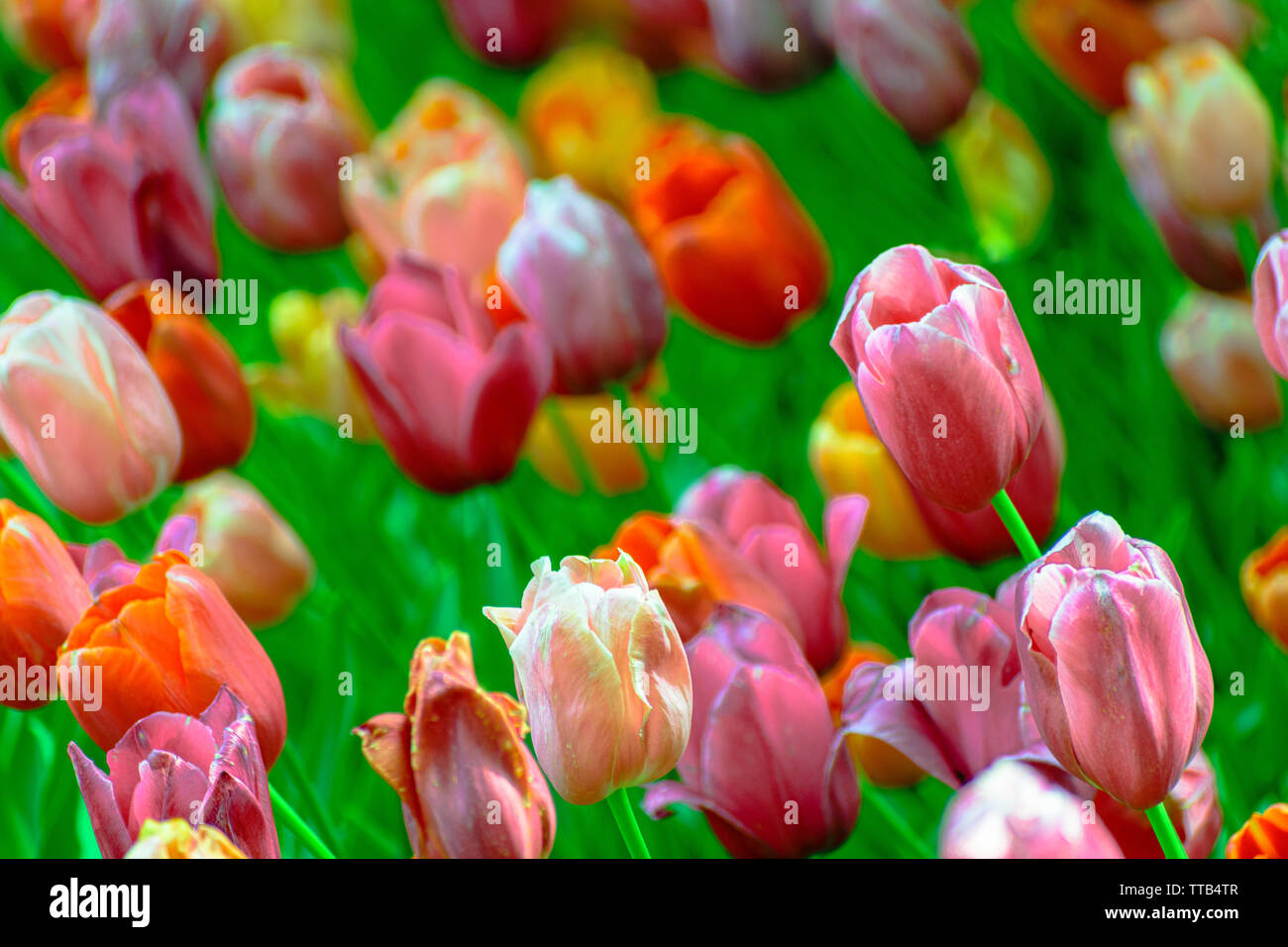 Multi-colored tulips leaning to the left, predominantly pink, red, and orange hues. Stock Photo