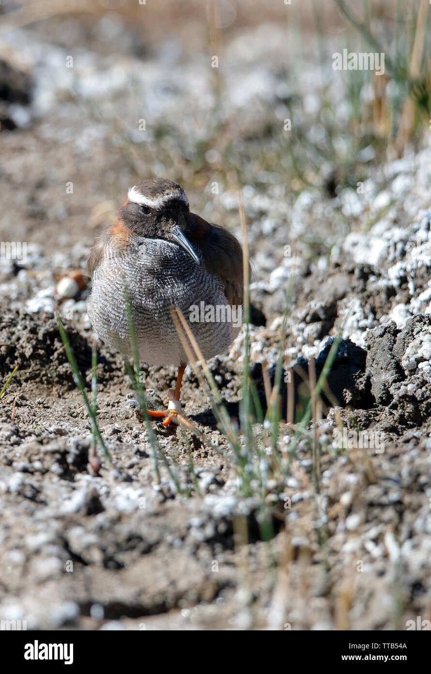 Diademed, Sandpiper plover (Phegornis mitchellii) Stock Photo