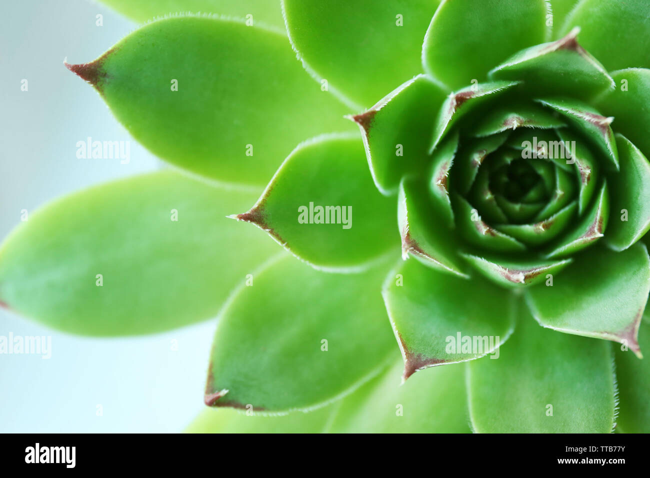 Beautiful succulent plant close up Stock Photo