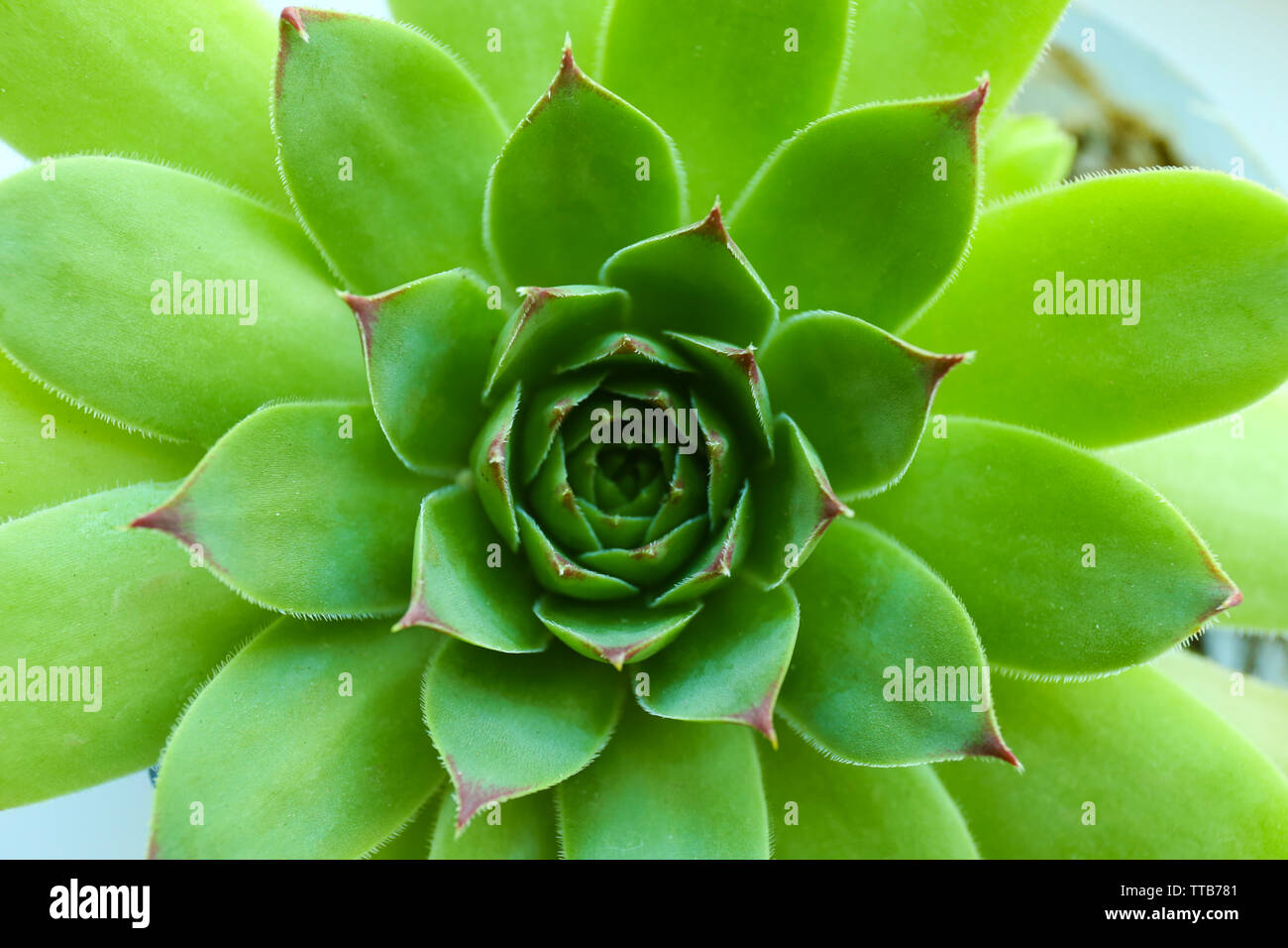 Beautiful succulent plant close up Stock Photo