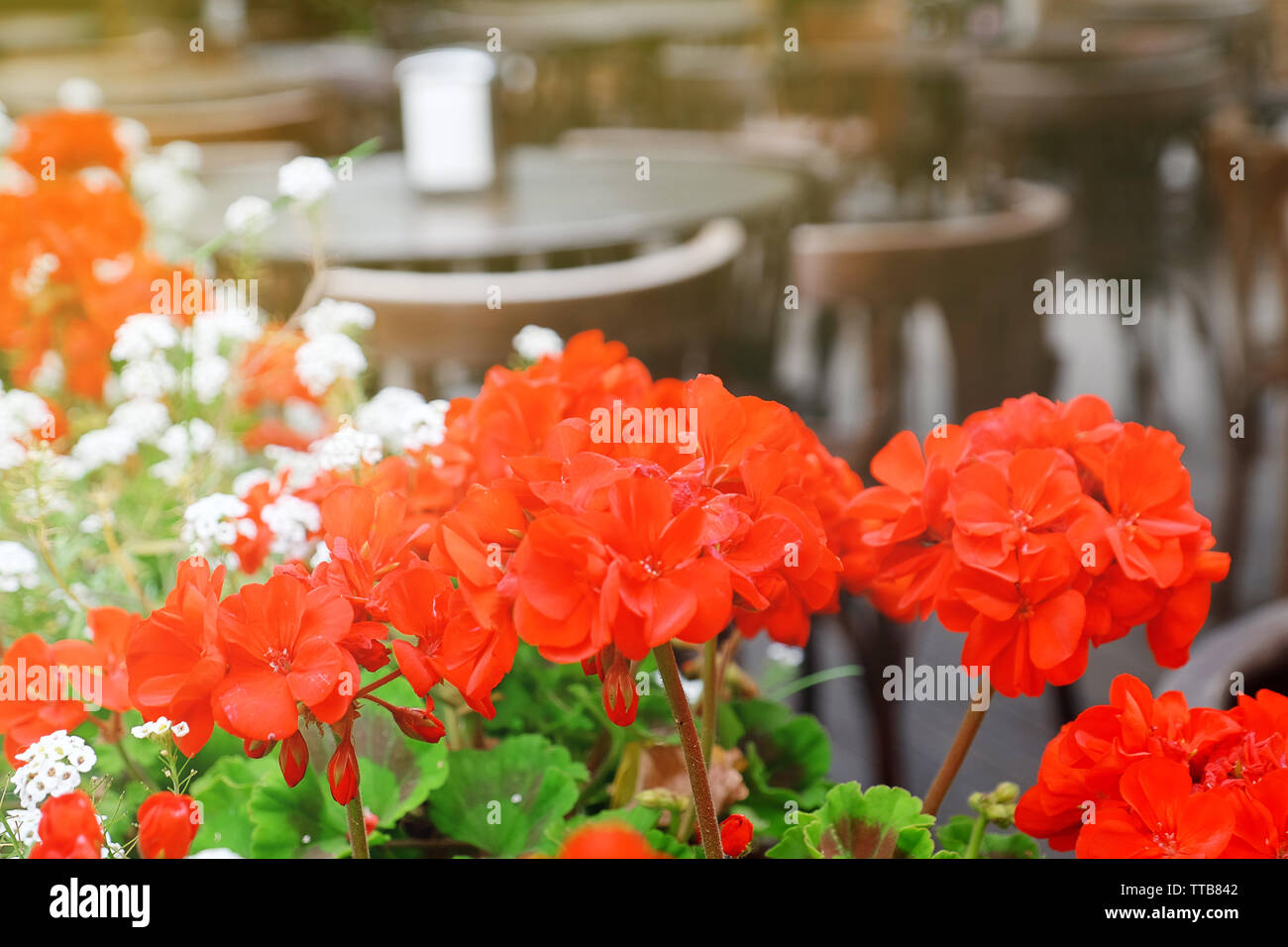 Flowers on Vintage old fashioned cafe background, outdoors Stock Photo