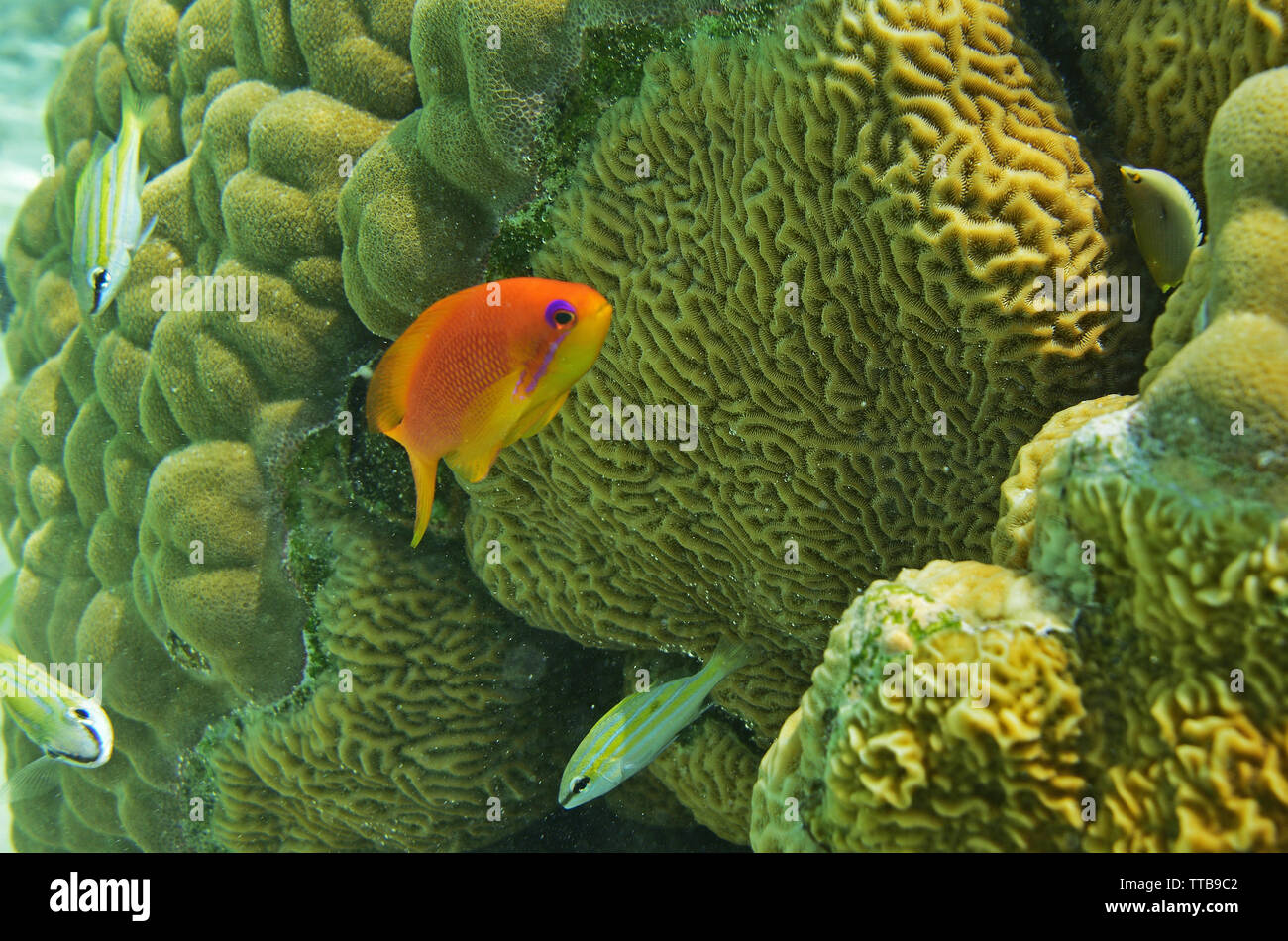 SCUBA diving and Underwater marine life, Lakshadweep, India Stock Photo