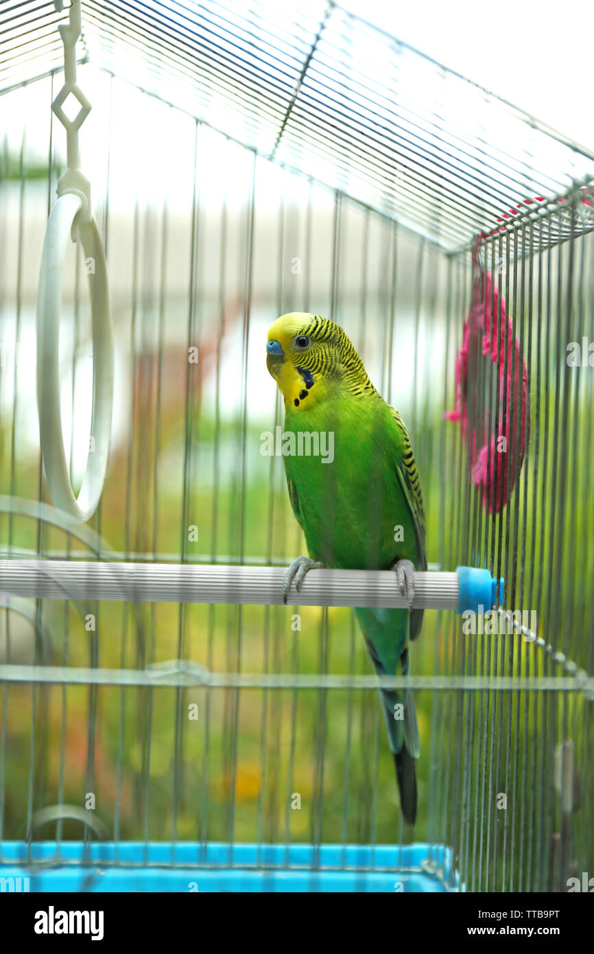 budgie in cage