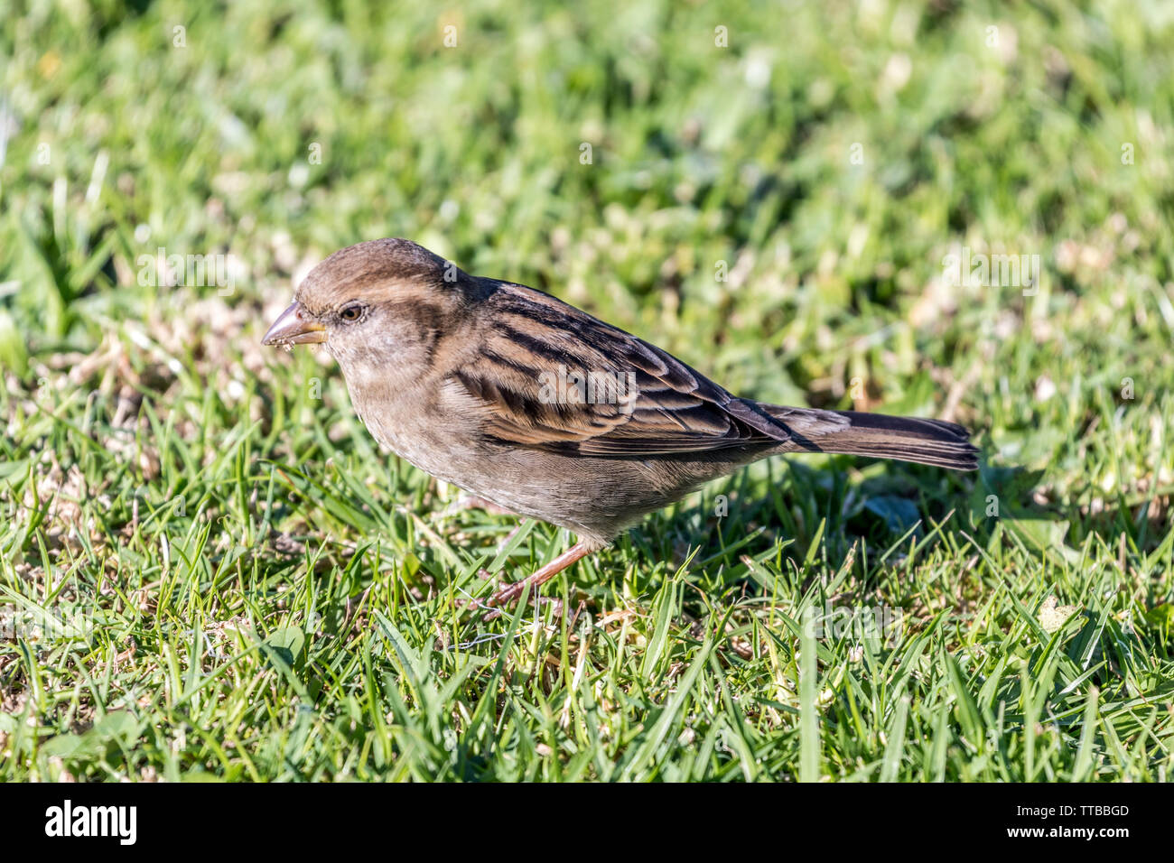Female House Sparrow on lawn Stock Photo