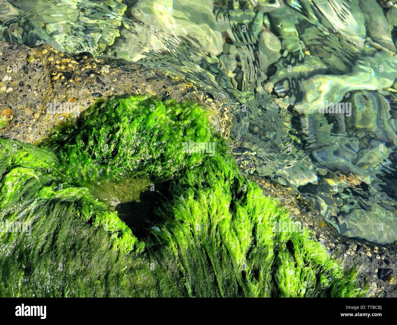 Sea weed on a rock next to crystal clear water. Stock Photo