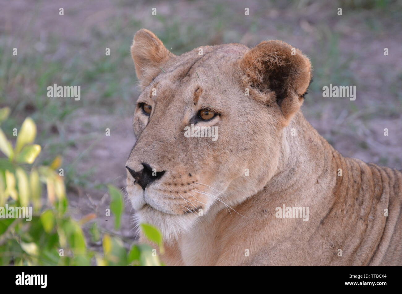 Lion in Amboseli national park Stock Photo
