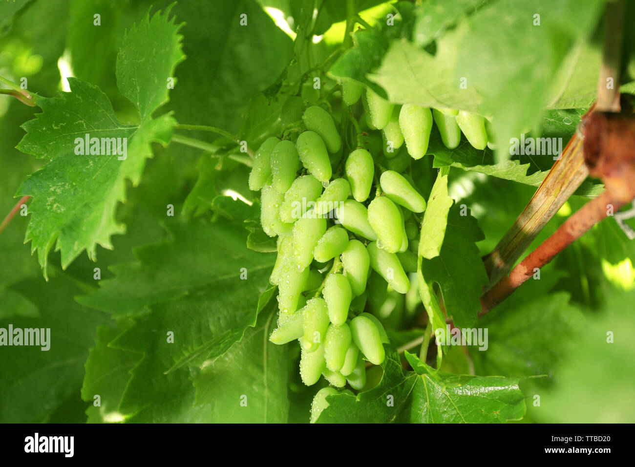 White grapes with green leaves in the garden Stock Photo - Alamy