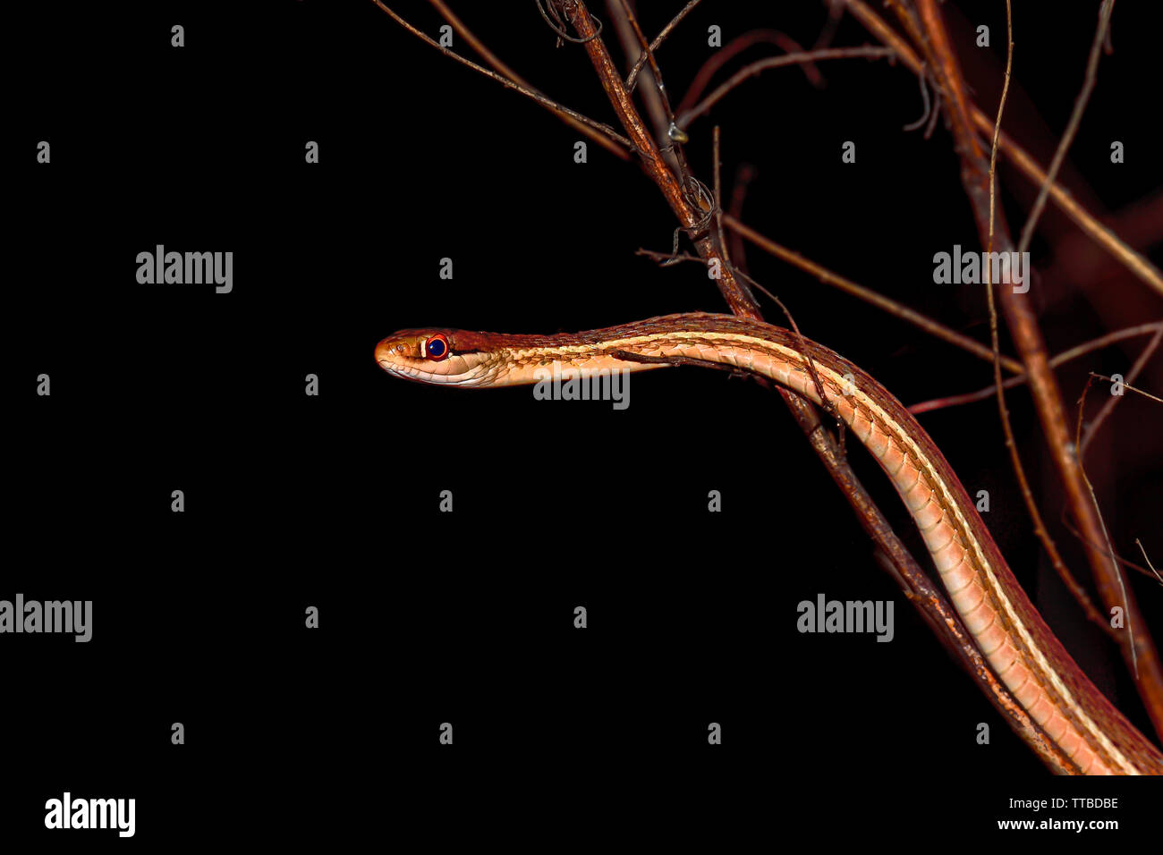 Peninsula Ribbon Snake is coiled around the shrub at dawn. Stock Photo