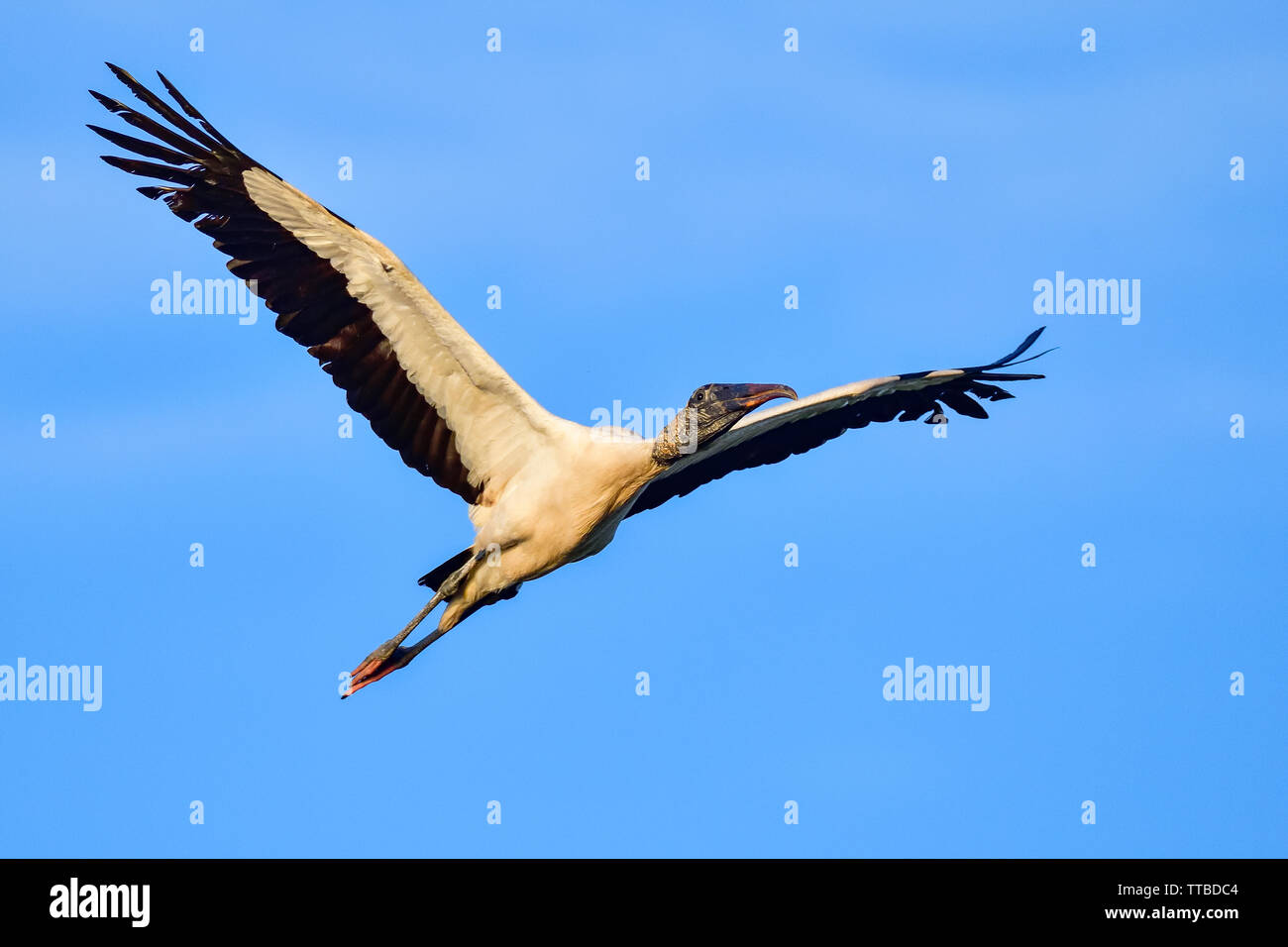 Wood Stork flyby at first light. Stock Photo