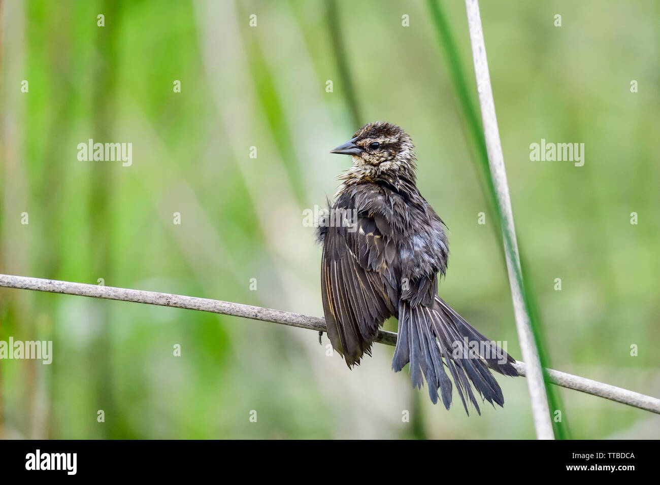 Red-winged Blackbird (female) Stock Photo