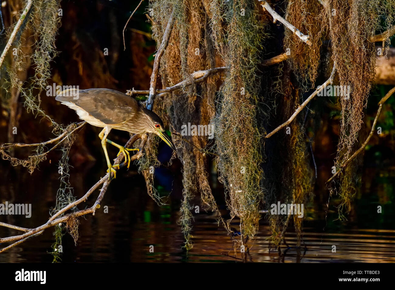 Young Black-crowned night heron is waiting for breakfast to come by in the morning. Stock Photo