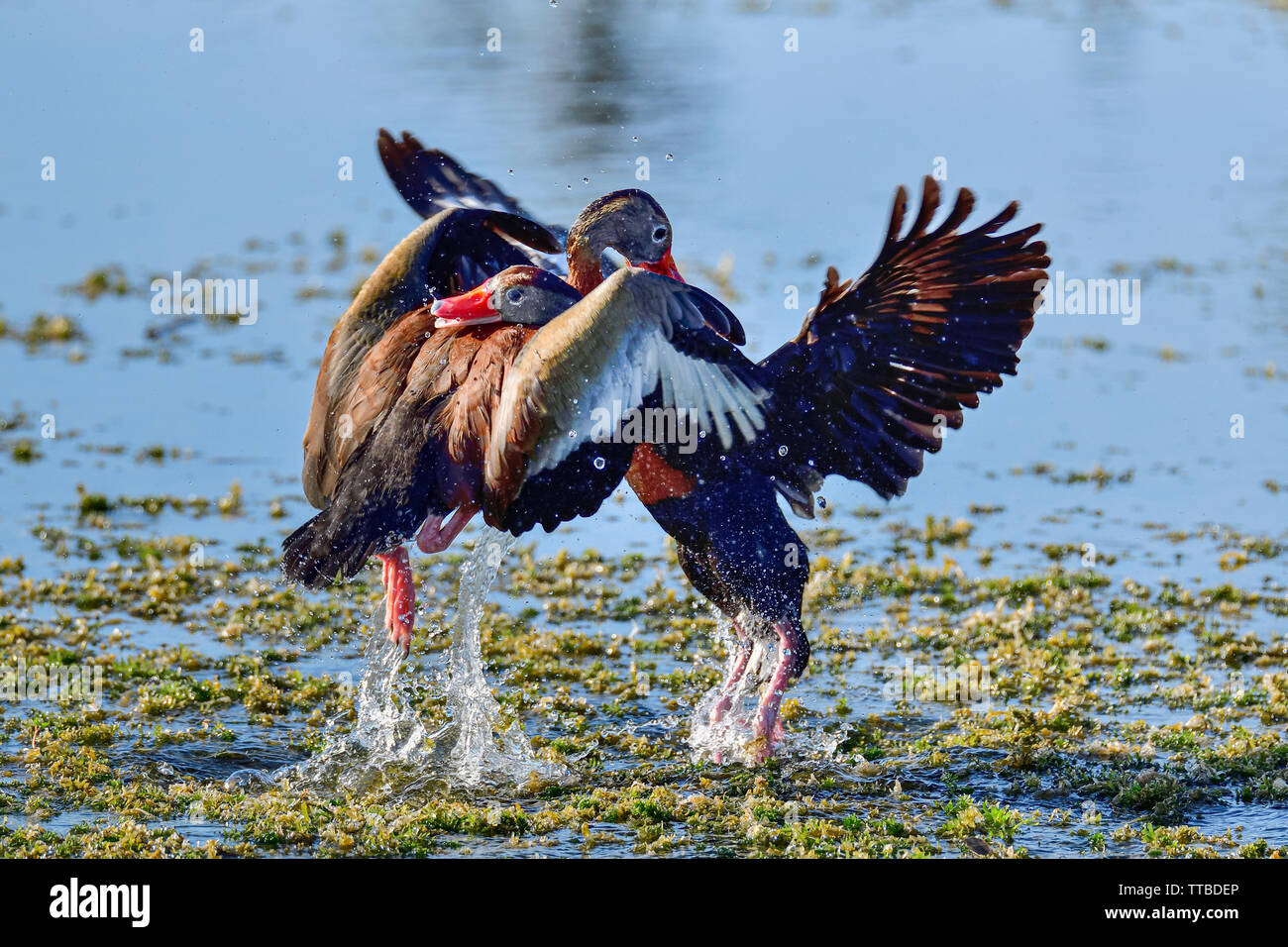 Black-bellied Whistling-ducks fighting. Stock Photo