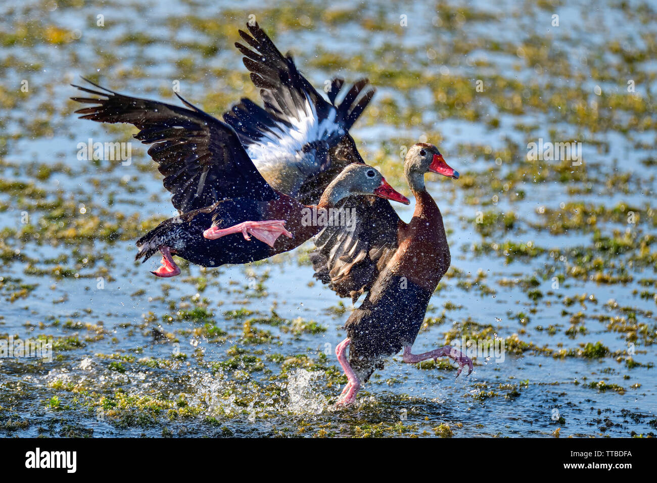 Black-bellied Whistling-ducks fighting. Stock Photo