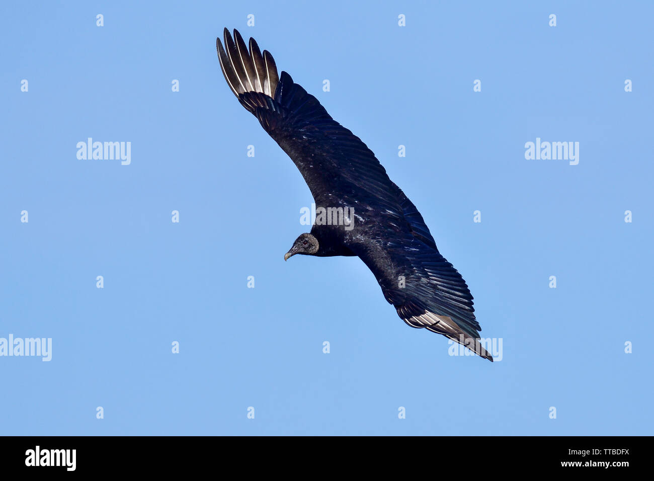Black vulture is soaring in the sky Stock Photo