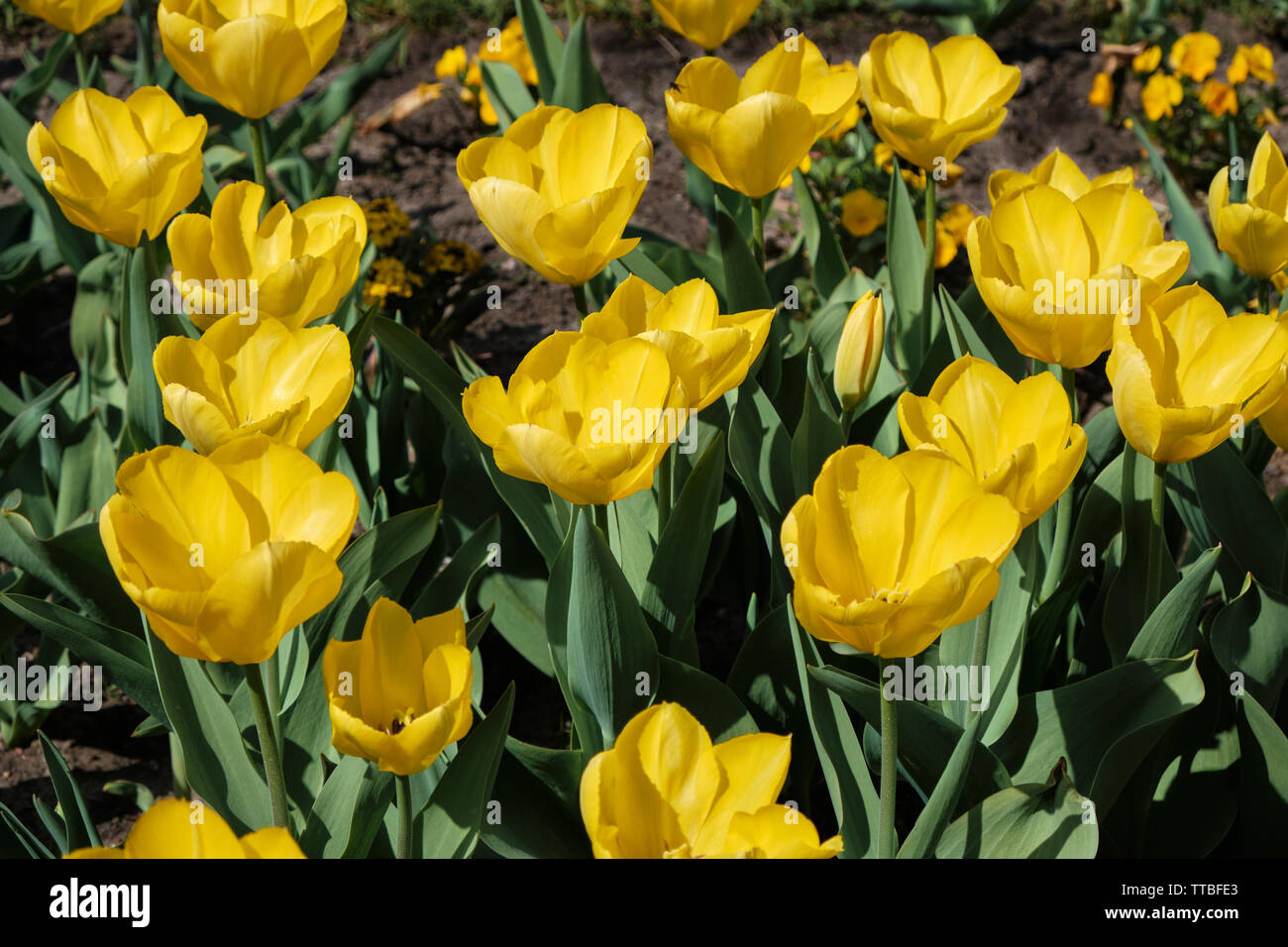 Flower bed with yellow tulips Stock Photo - Alamy