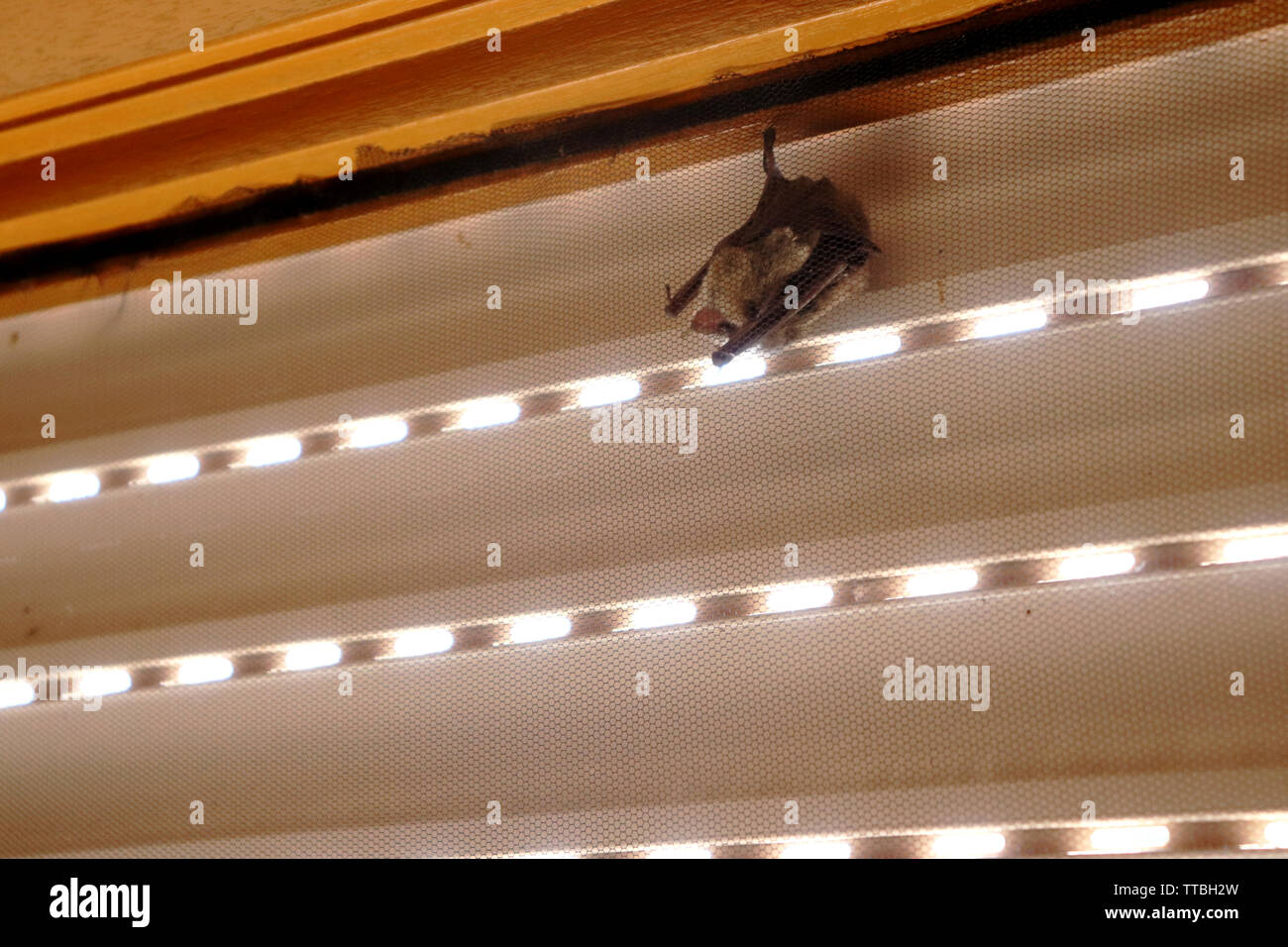 A bat sleeping in a window of a house; hanging on the screen by a foot