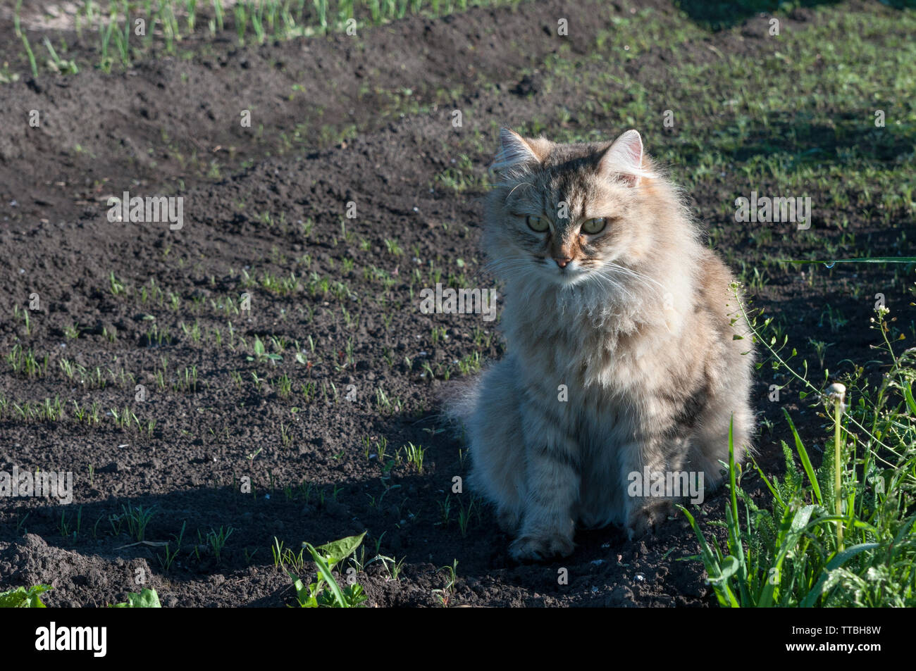 Fluffy Grey Cat Sitting On The Beds Stock Photo 255951945 Alamy