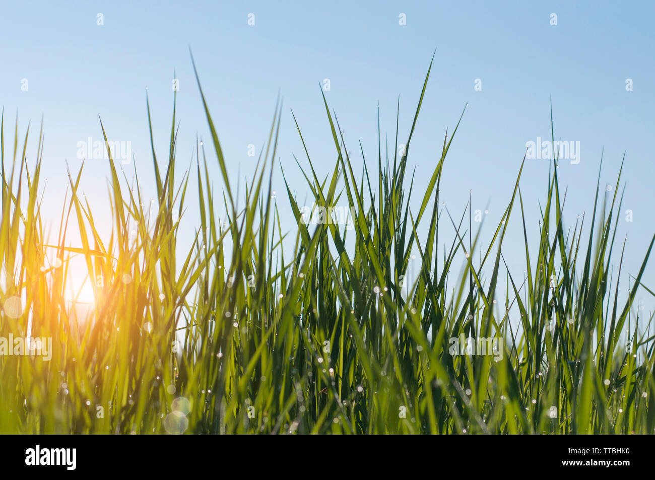 shiny droplets of morning dew on the green grass in the rays of the rising sun against the blue sky Stock Photo