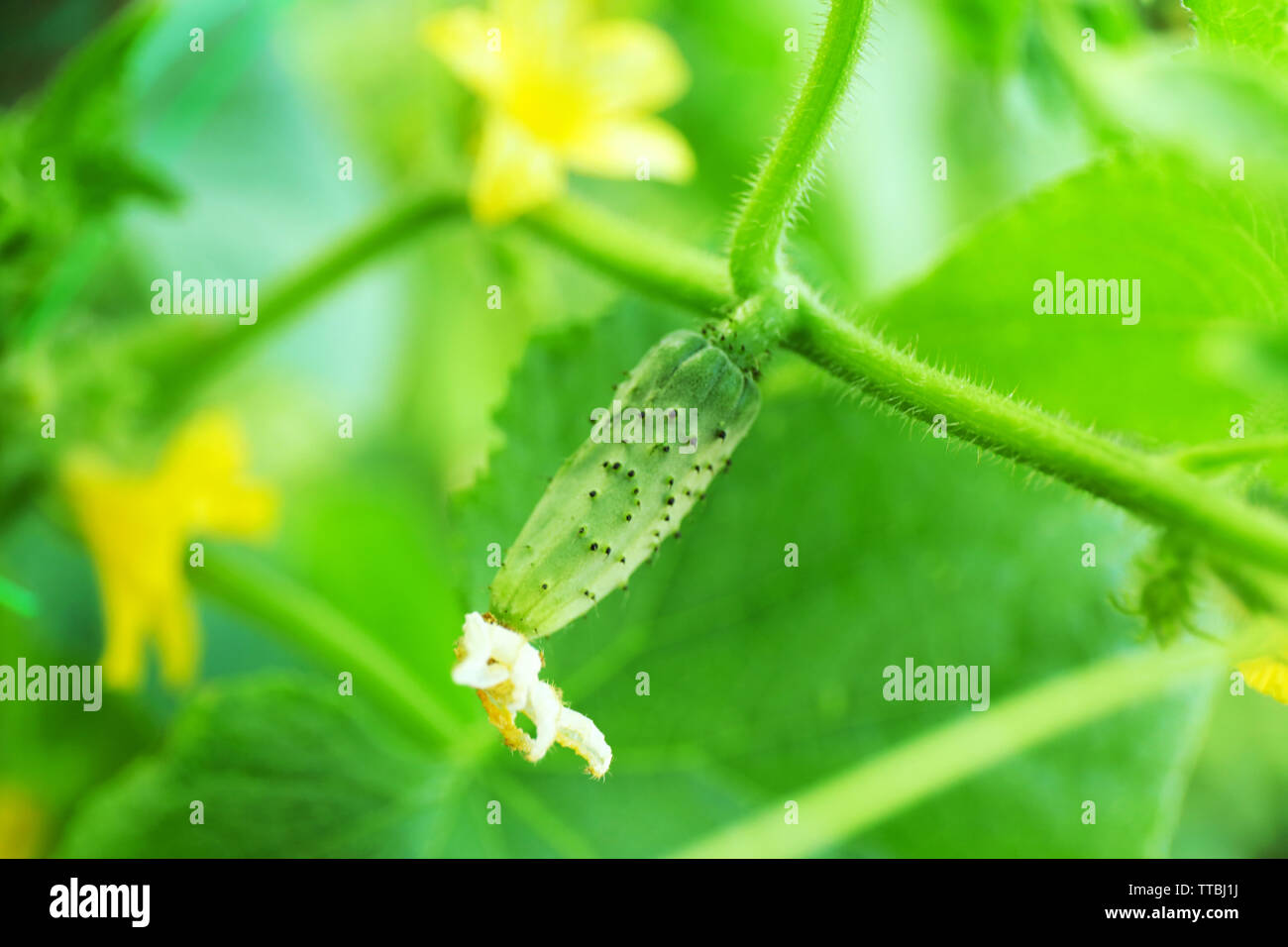 Cucumber growing in garden Stock Photo Alamy