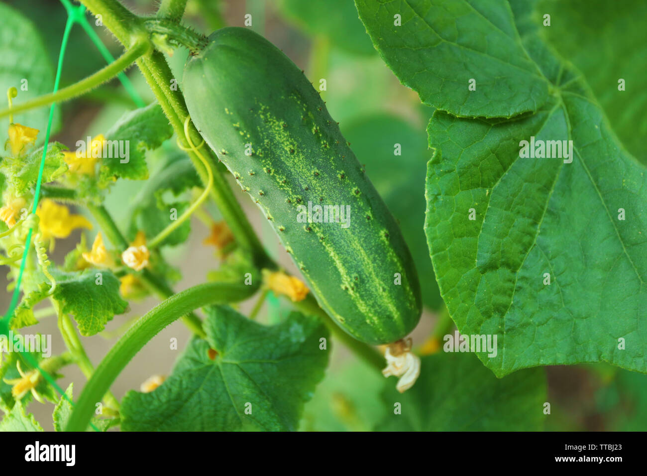 Cucumber growing in garden Stock Photo Alamy