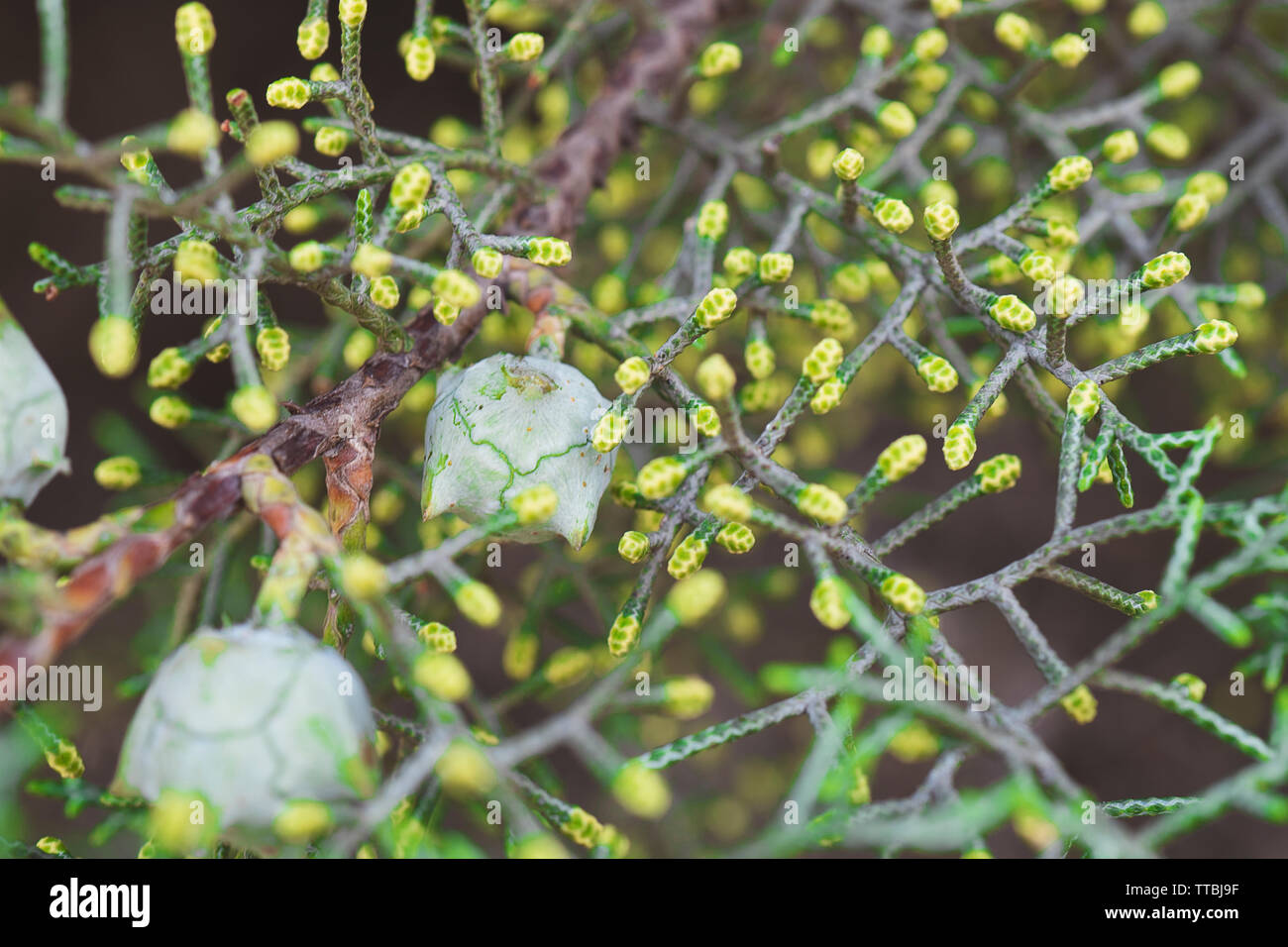 Signs of Spring on a Pine Tree Stock Photo