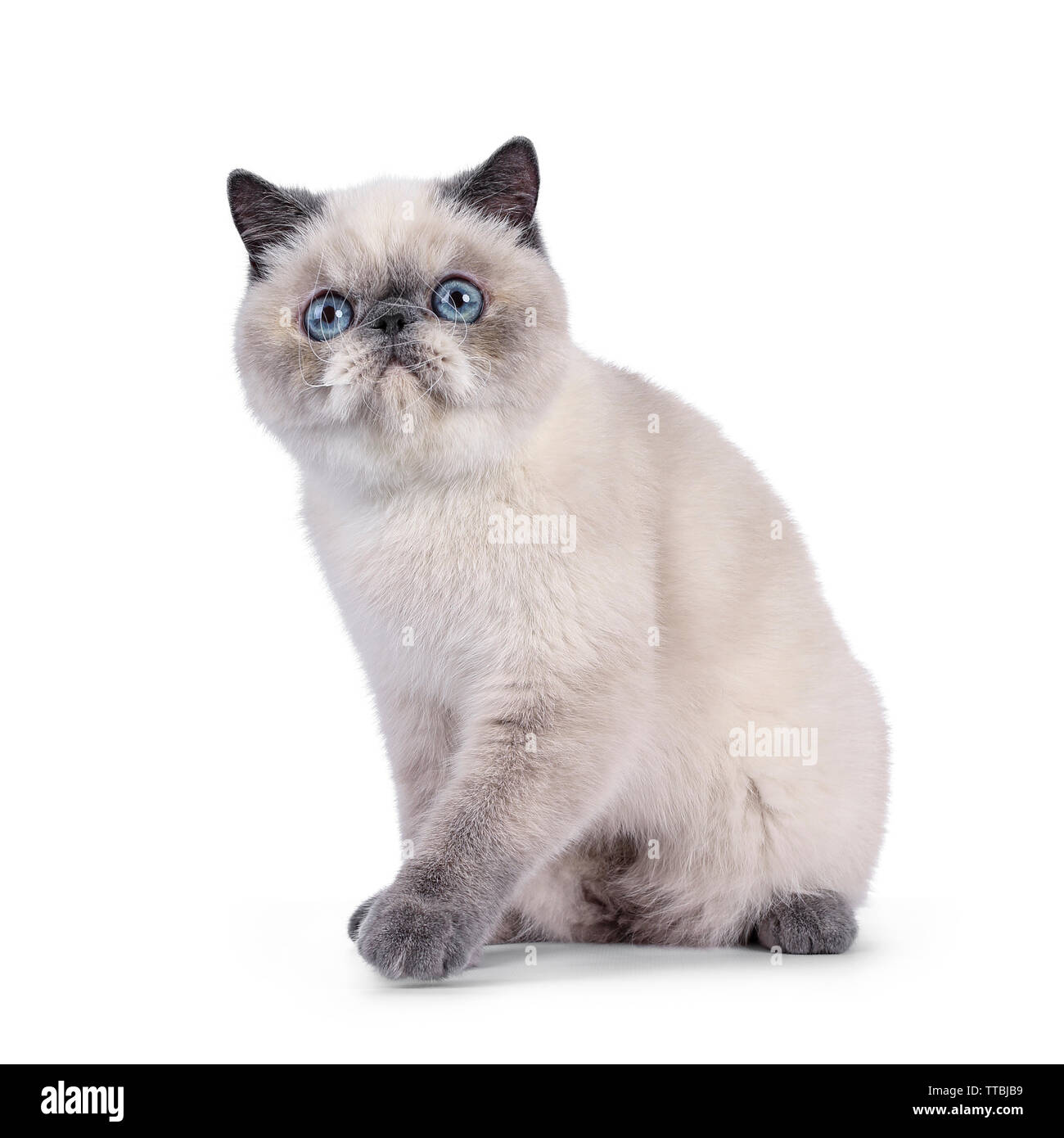 Blue point sale exotic shorthair