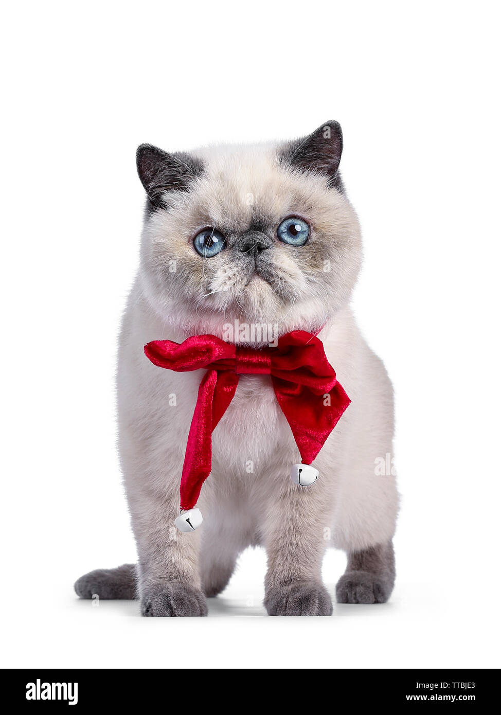 Cute blue tortie point Exotic Shorthair kitten, standing facing forwards. Looking to camera with blue eyes. Isolated on white background. Wearing red Stock Photo