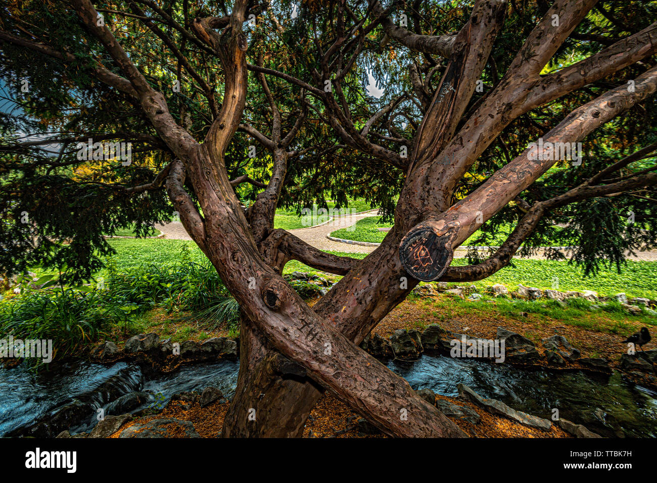 Italy Piedmont Turin Valentino park - Rock garden - trees Stock Photo