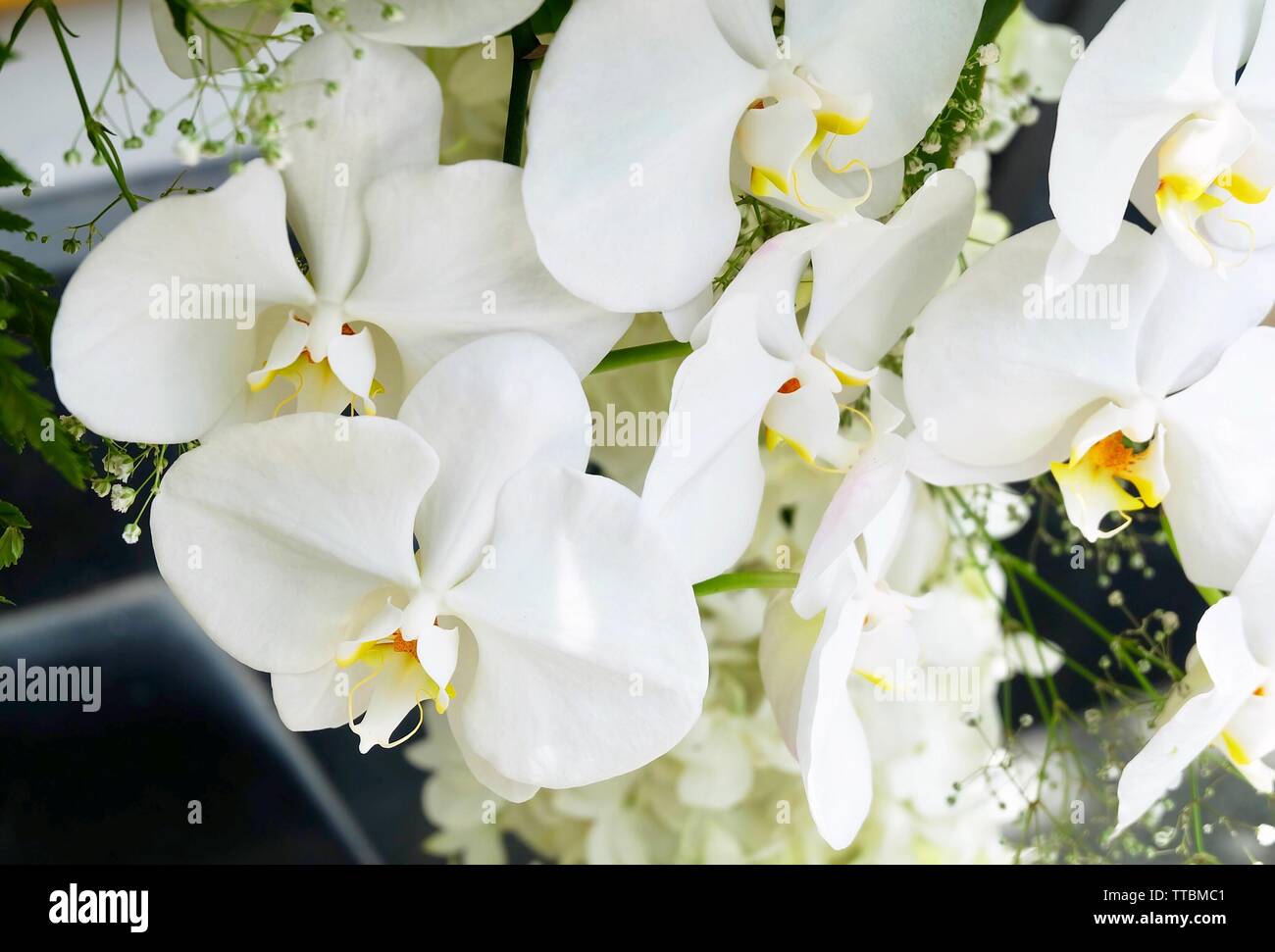 Flower and Plant, Beautiful White Phalaenopsis or Doritaenopsis Orchid Flower Streak For Garden Decor. Stock Photo
