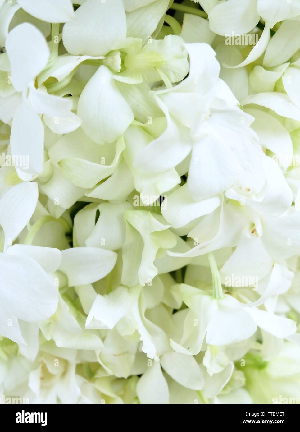 Flower and Plant, Beautiful White Phalaenopsis or Doritaenopsis Orchid Flower Streak For Garden Decor. Stock Photo