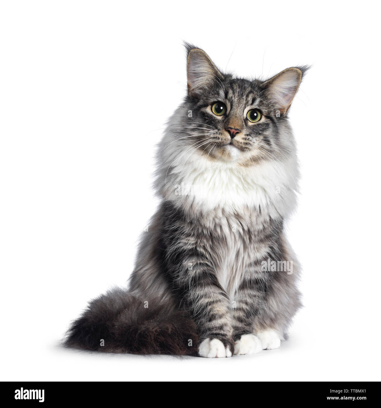 Adorable young Norwegian Forestcat, sitting facing front. Looking curious at lens. Isolated on white background. Stock Photo