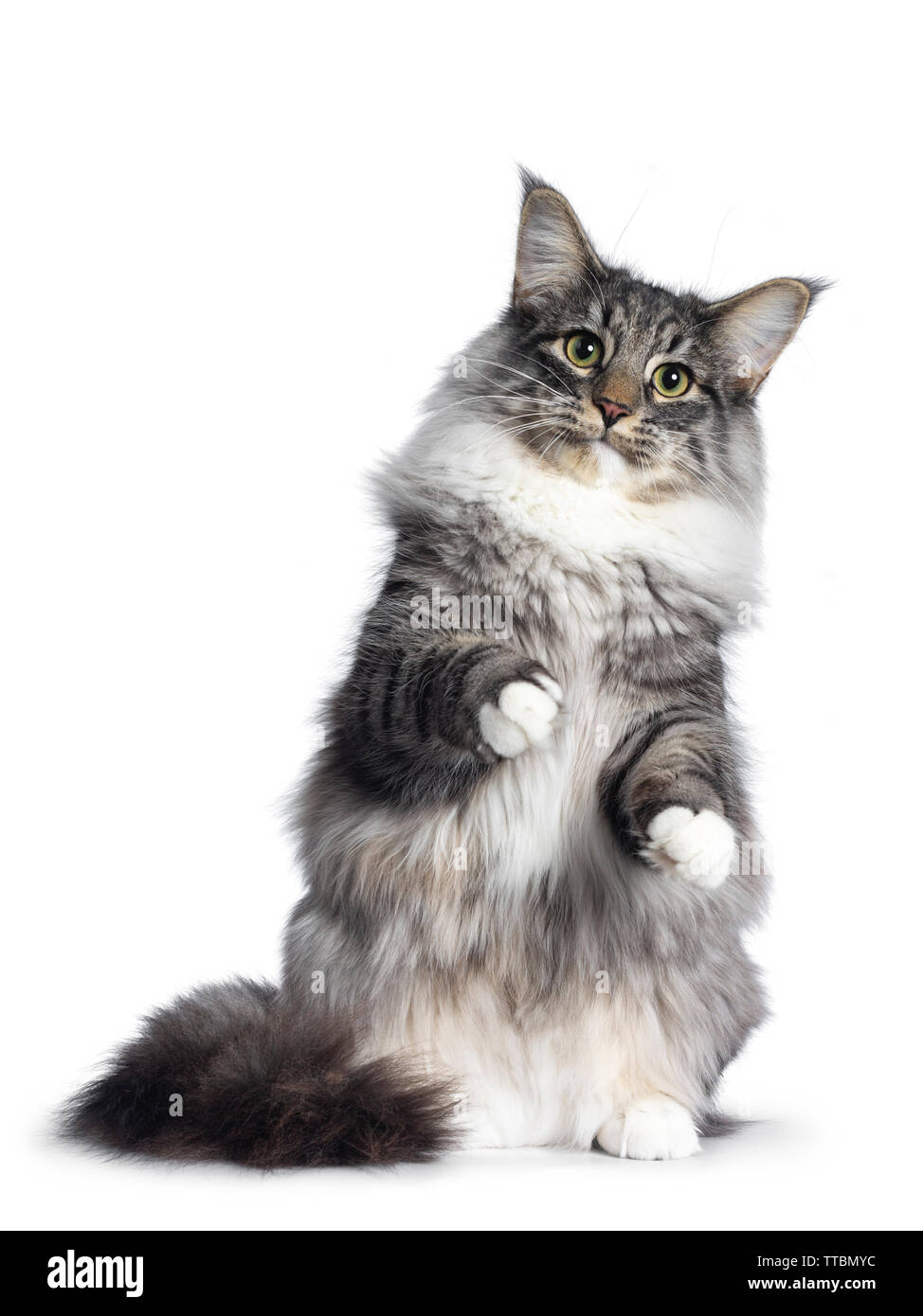 Adorable young Norwegian Forestcat, sitting on hind paws facing front. Looking curious at lens. Isolated on white background. Stock Photo