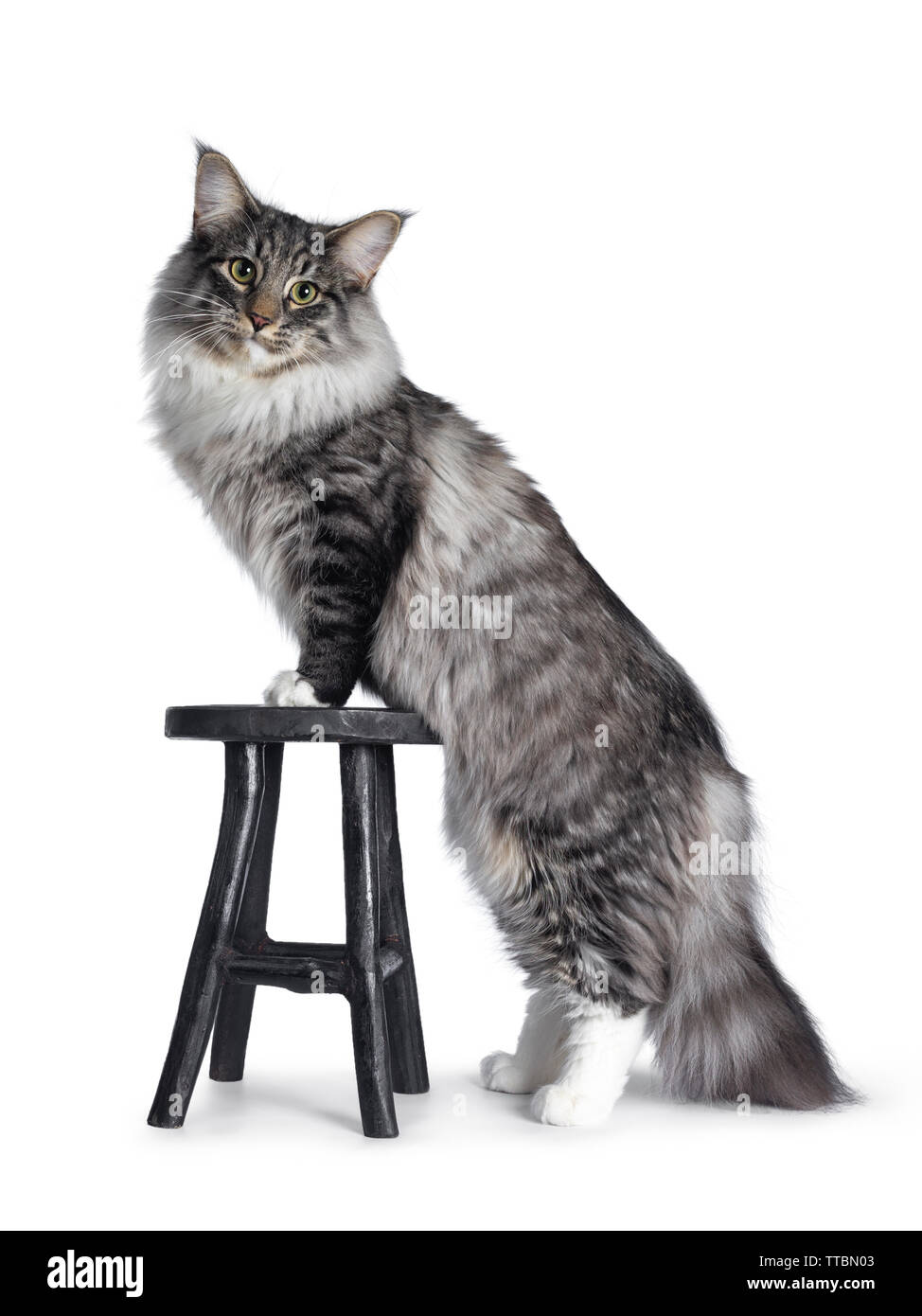 Adorable young Norwegian Forestcat, standing side ways with front paws on stool. Looking curious at lens. Isolated on white background. Stock Photo