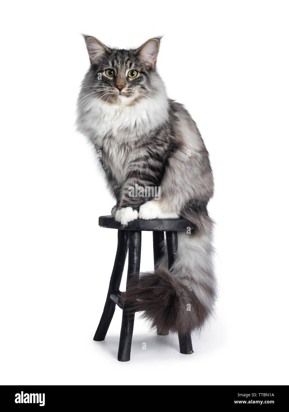 Adorable young Norwegian Forestcat, sitting side ways on stool. Looking curious beside lens. Isolated on white background. Stock Photo