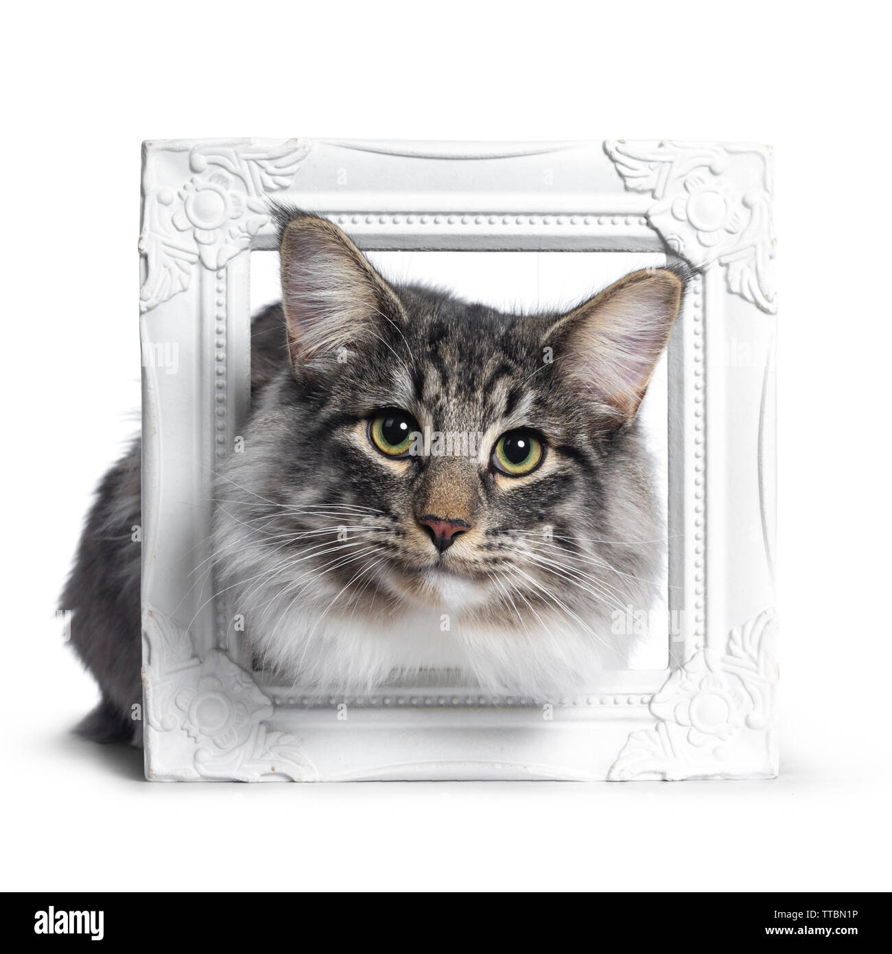 Adorable young Norwegian Forestcat, Laying with head through white photo frame. Looking curious at lens. Isolated on white background. Stock Photo