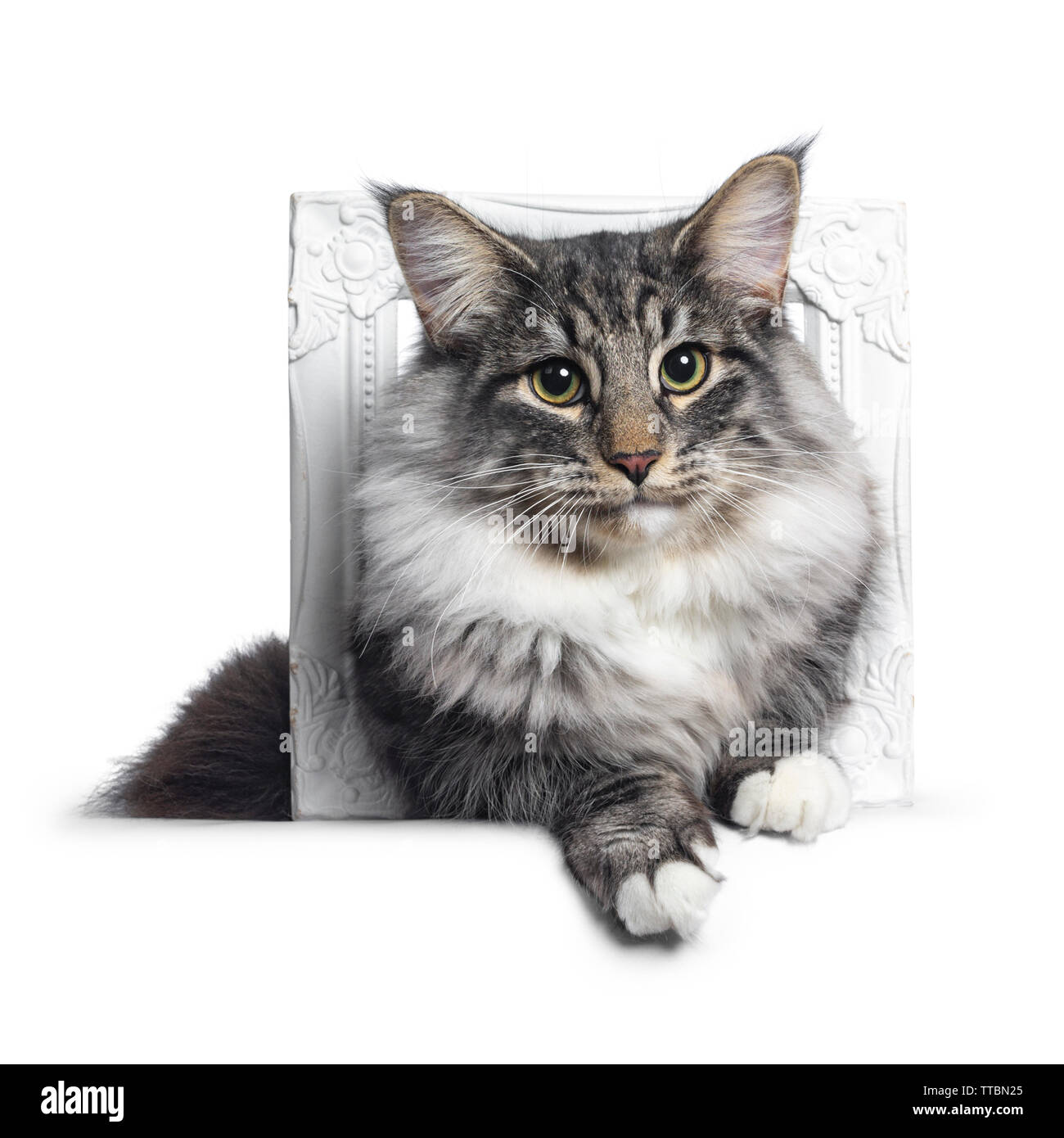 Adorable young Norwegian Forestcat, Laying with head and front paws through white photo frame. Looking curious at lens. Isolated on white background. Stock Photo